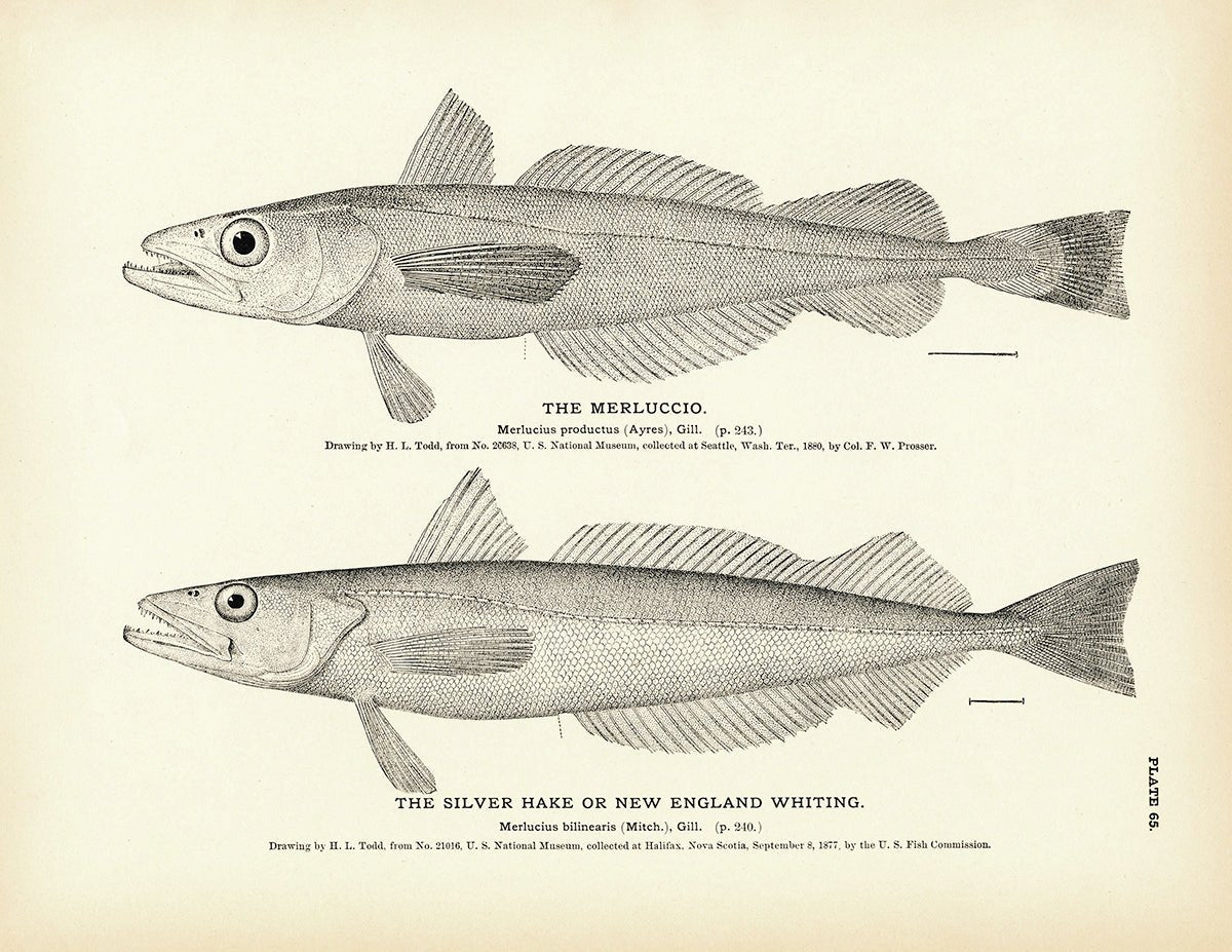 Merluccio and Silver Hake (New England Whiting) Art Print - Muir Way - Fisheries