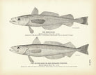 Merluccio and Silver Hake (New England Whiting) Art Print - Muir Way - Fisheries