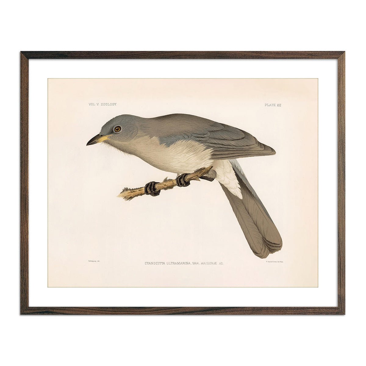 Mexican Jay Art Print - Muir Way - Animals