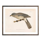 Mexican Jay Art Print - Muir Way - Animals