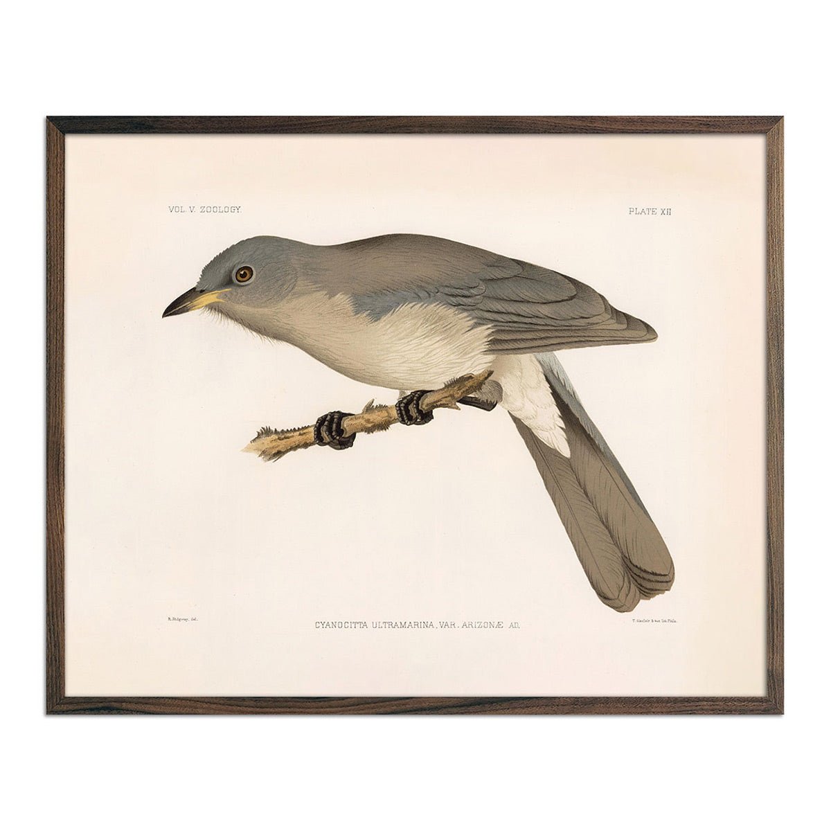Mexican Jay Art Print - Muir Way - Animals