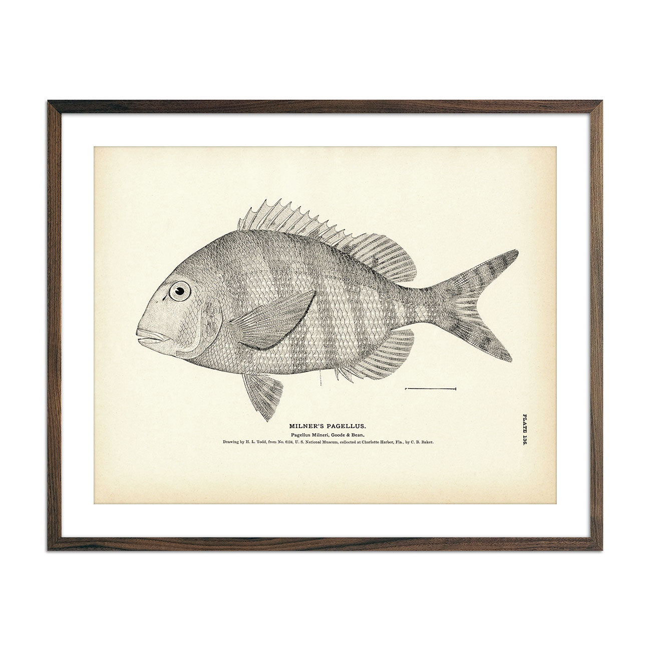 Milner's Pagellus Art Print - Muir Way - Fisheries