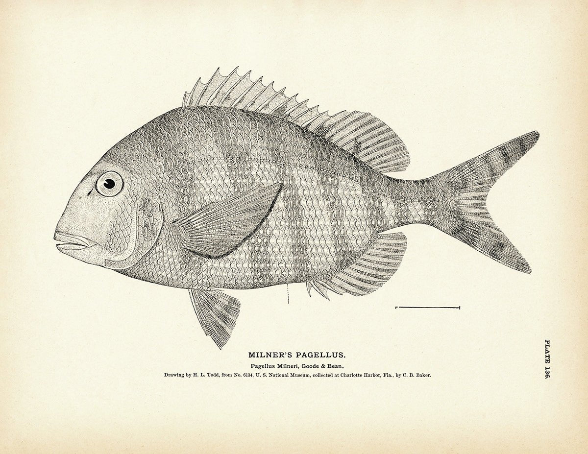 Milner's Pagellus Art Print - Muir Way - Fisheries