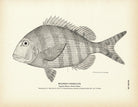 Milner's Pagellus Art Print - Muir Way - Fisheries