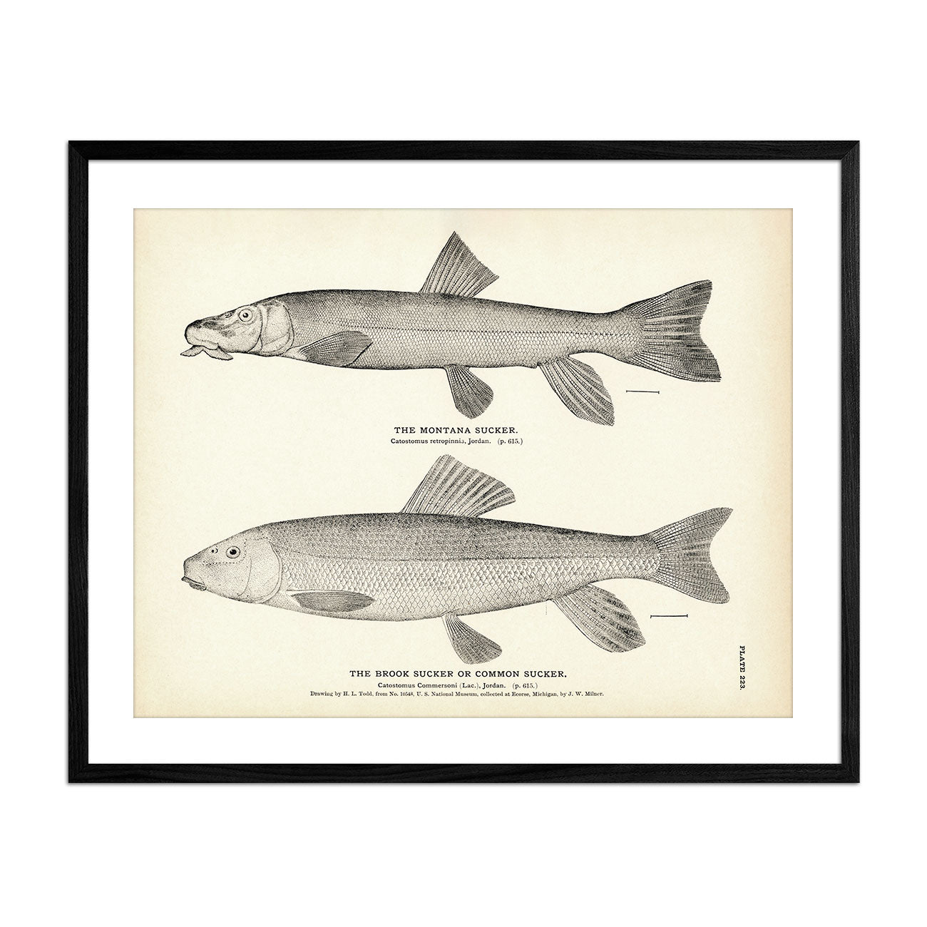 Montana Sucker and Brook Sucker (Common Sucker) Art Print - Muir Way - Fisheries