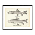 Montana Sucker and Brook Sucker (Common Sucker) Art Print - Muir Way - Fisheries