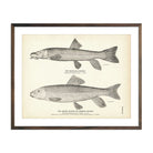 Montana Sucker and Brook Sucker (Common Sucker) Art Print - Muir Way - Fisheries