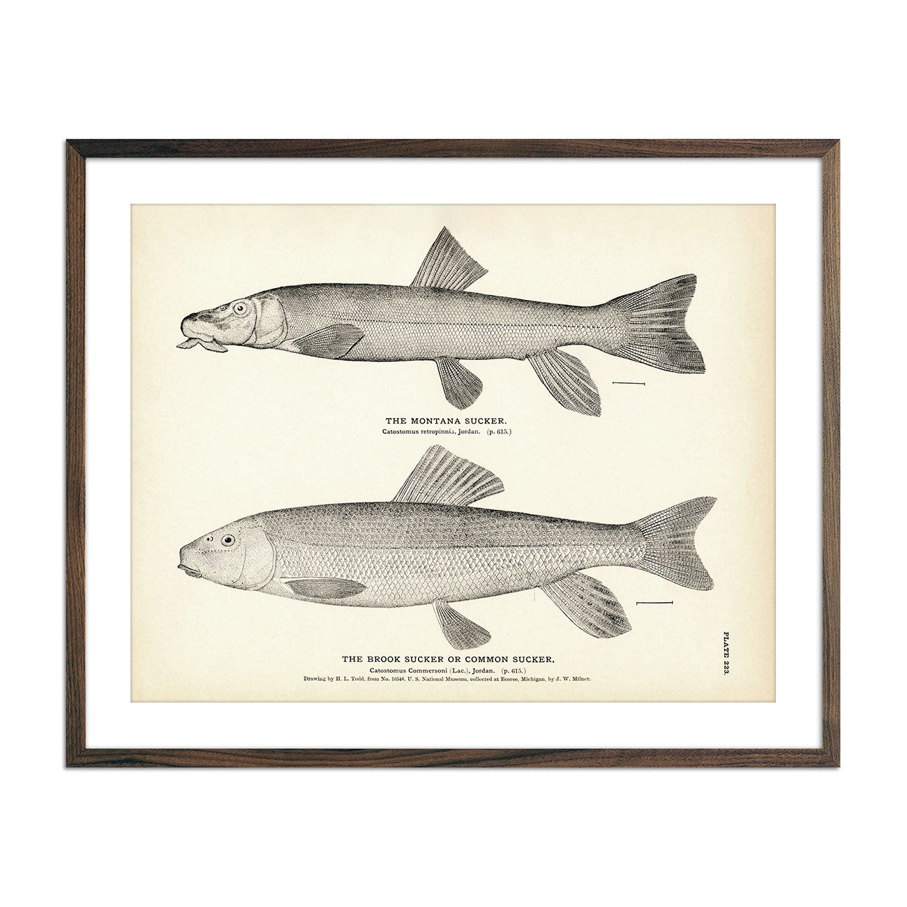Montana Sucker and Brook Sucker (Common Sucker) Art Print - Muir Way - Fisheries
