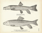 Montana Sucker and Brook Sucker (Common Sucker) Art Print - Muir Way - Fisheries