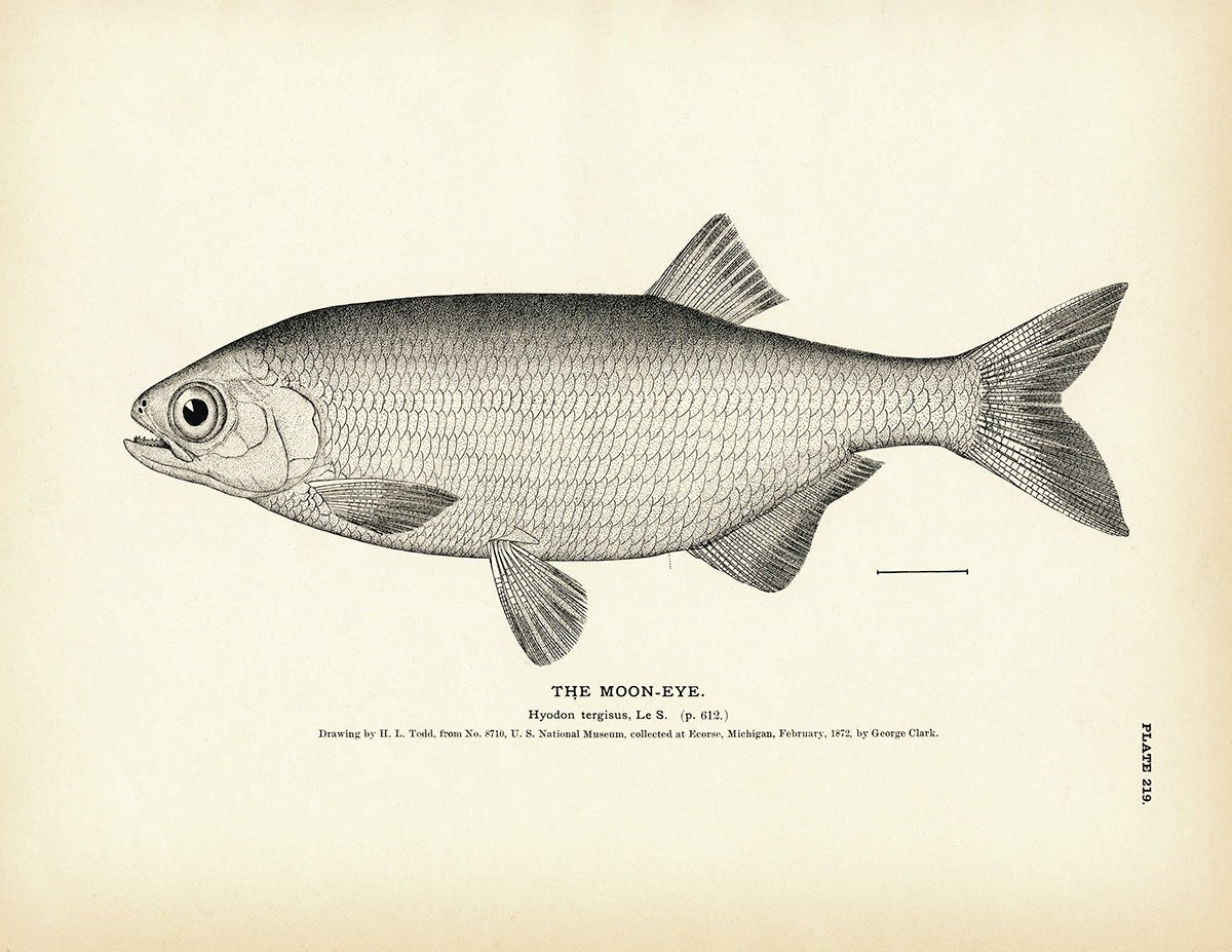 Moon - Eye Art Print - Muir Way - Fisheries