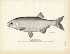 Moon - Eye Art Print - Muir Way - Fisheries