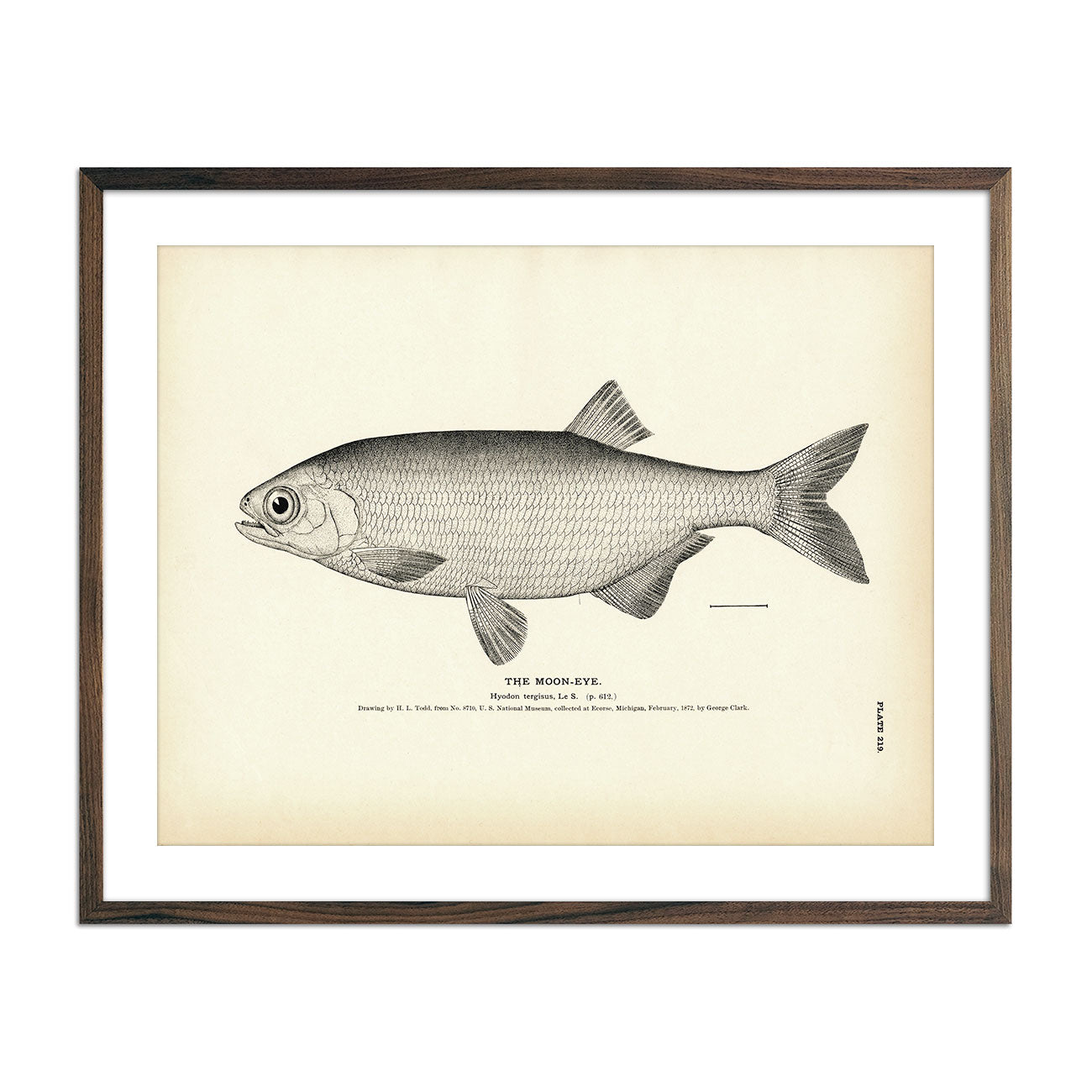 Moon - Eye Art Print - Muir Way - Fisheries