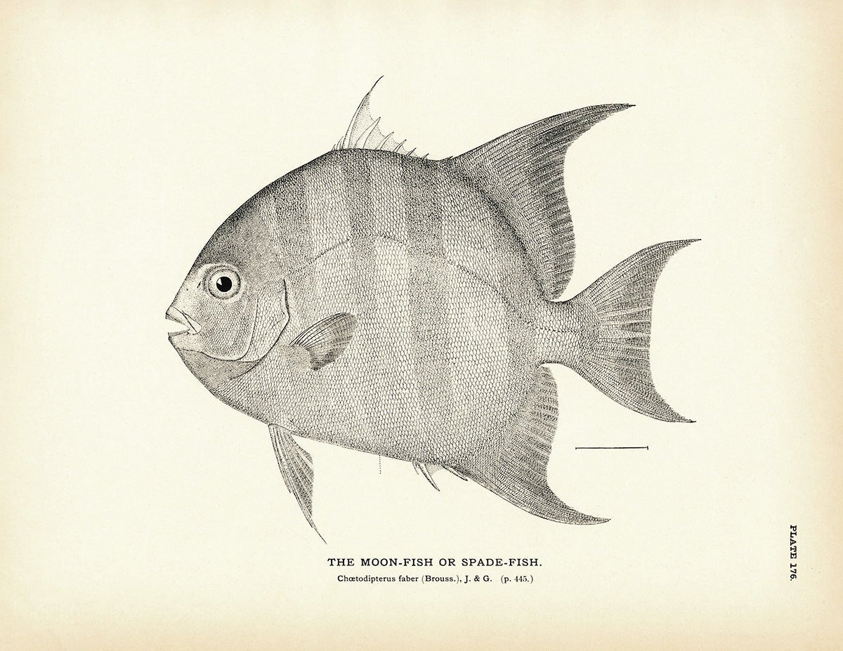 Moon - Fish (Spade - Fish) Art Print - Muir Way - Fisheries