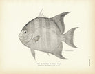 Moon - Fish (Spade - Fish) Art Print - Muir Way - Fisheries