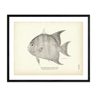 Moon - Fish (Spade - Fish) Art Print - Muir Way - Fisheries