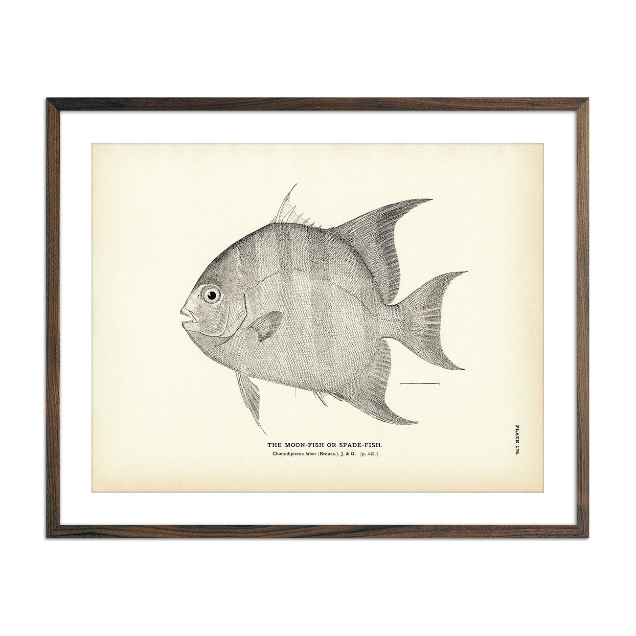 Moon - Fish (Spade - Fish) Art Print - Muir Way - Fisheries