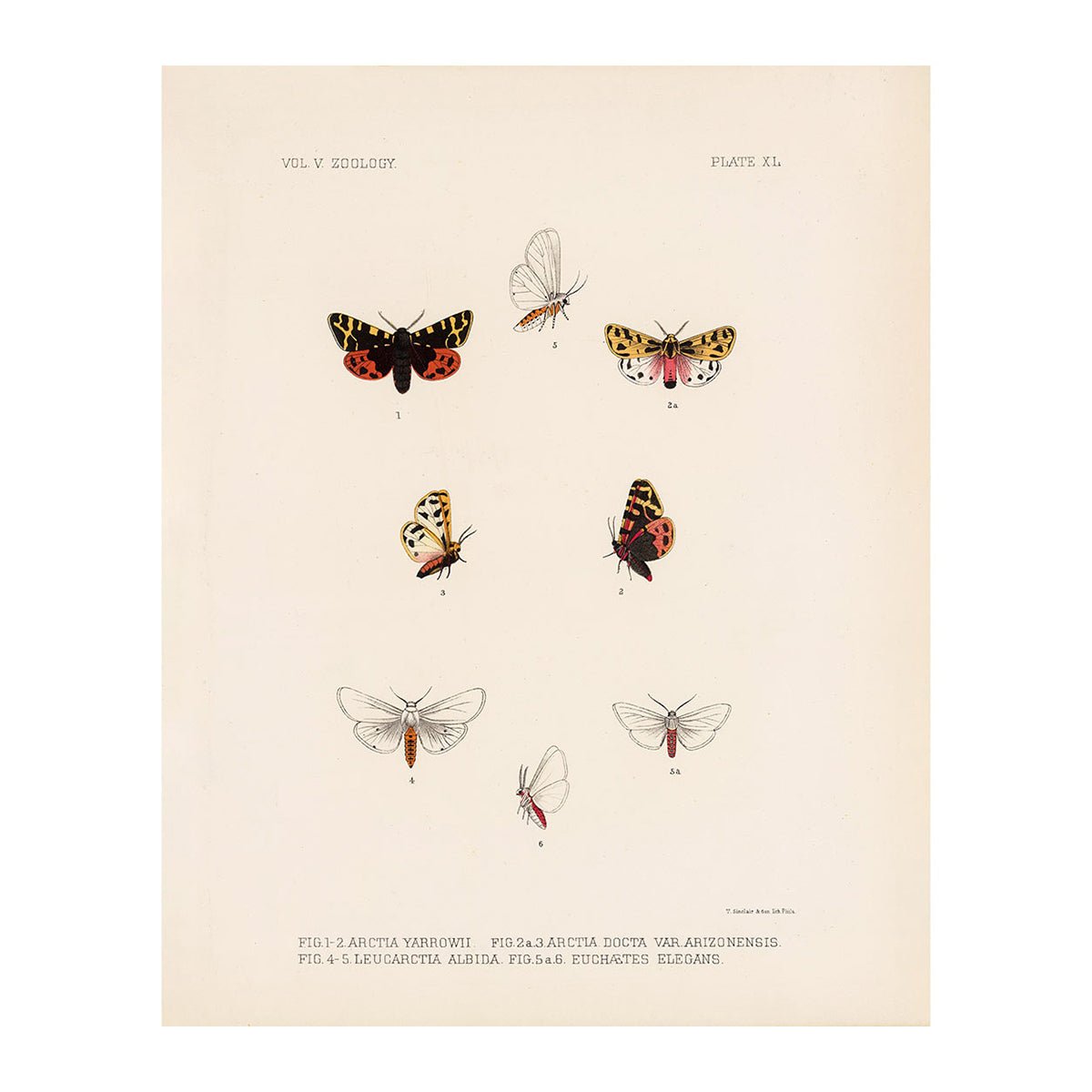 Moths Art Print - Muir Way - Animals
