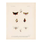 Moths Art Print - Muir Way - Animals