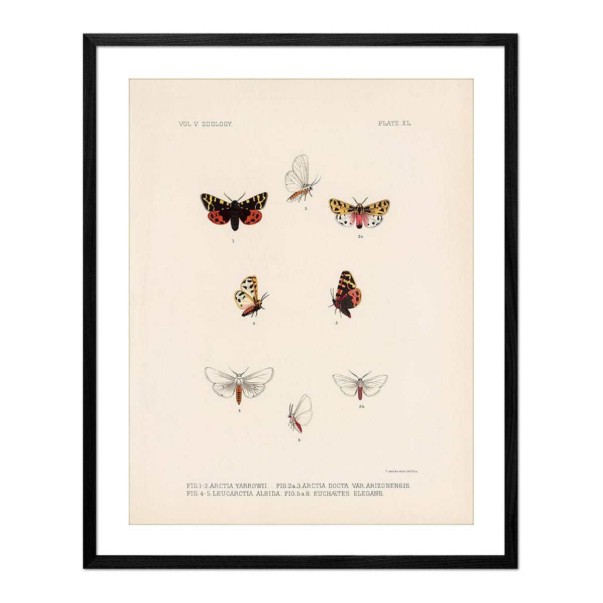 Moths Art Print - Muir Way - Animals