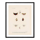 Moths Art Print - Muir Way - Animals
