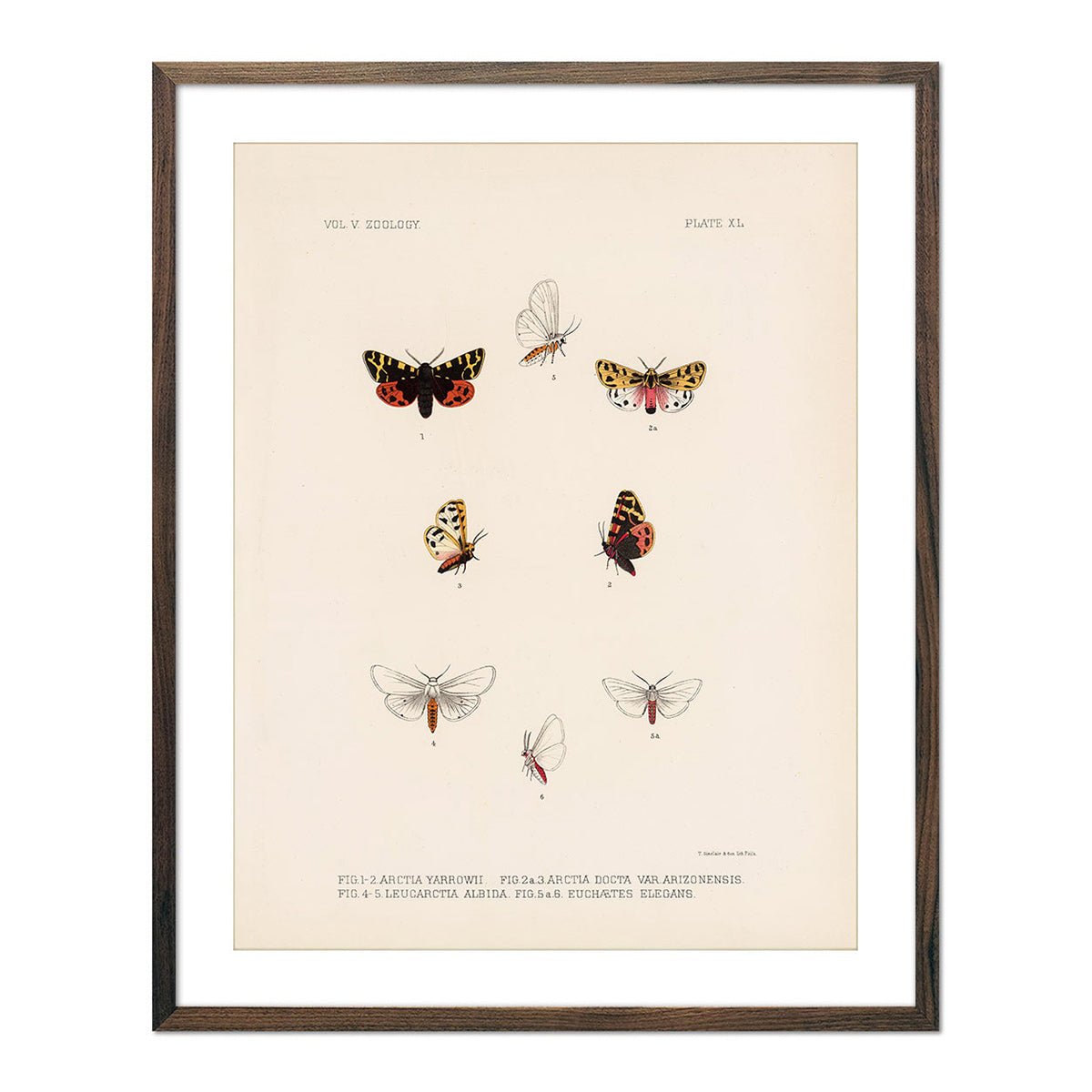 Moths Art Print - Muir Way - Animals