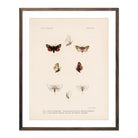 Moths Art Print - Muir Way - Animals