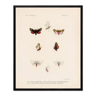 Moths Art Print - Muir Way - Animals