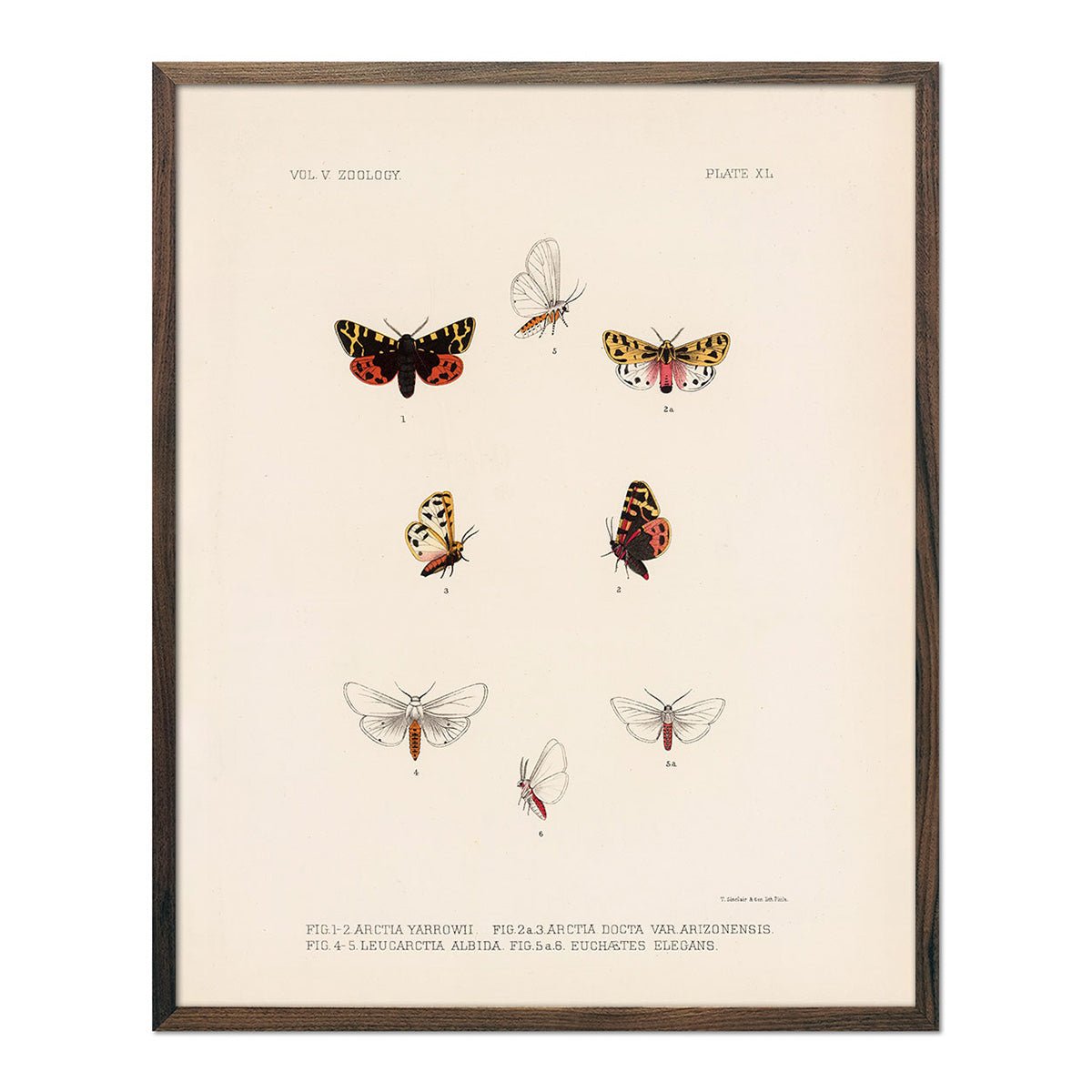 Moths Art Print - Muir Way - Animals