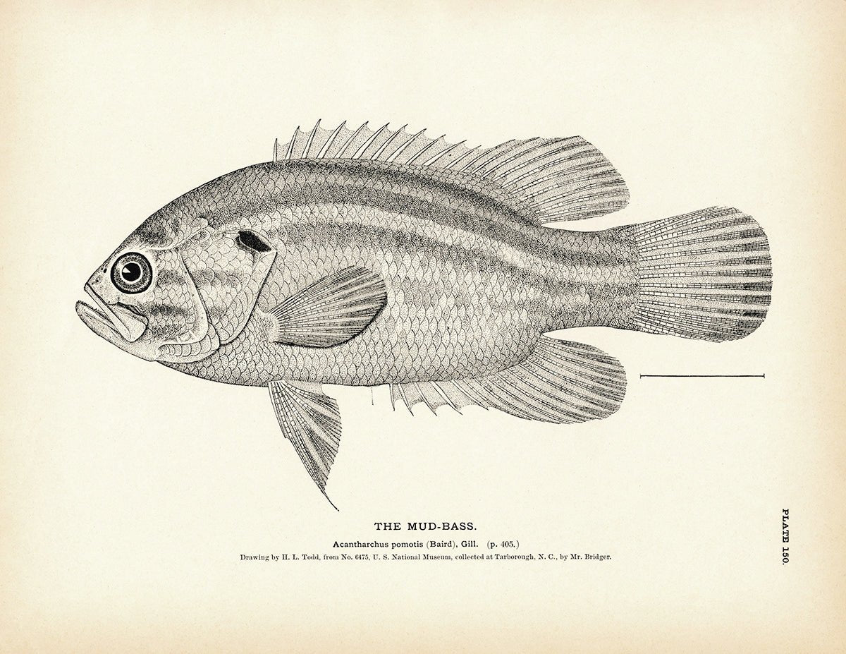 Mud - Bass Art Print - Muir Way - Fisheries
