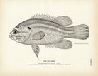 Mud - Bass Art Print - Muir Way - Fisheries