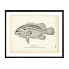 Mud - Bass Art Print - Muir Way - Fisheries