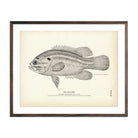 Mud - Bass Art Print - Muir Way - Fisheries