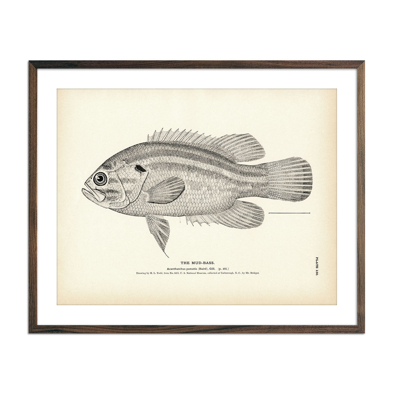 Mud - Bass Art Print - Muir Way - Fisheries
