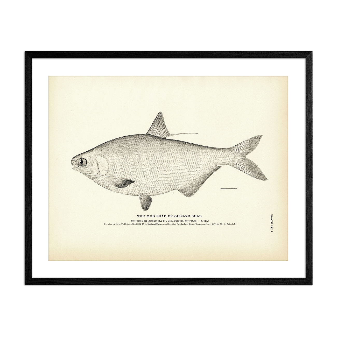 Mud Shad (Gizzard Shad) Art Print - Muir Way - Fisheries