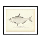 Mud Shad (Gizzard Shad) Art Print - Muir Way - Fisheries