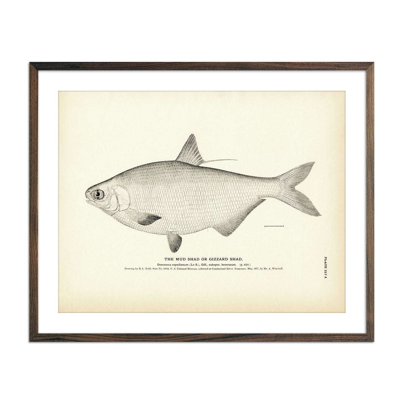 Mud Shad (Gizzard Shad) Art Print - Muir Way - Fisheries