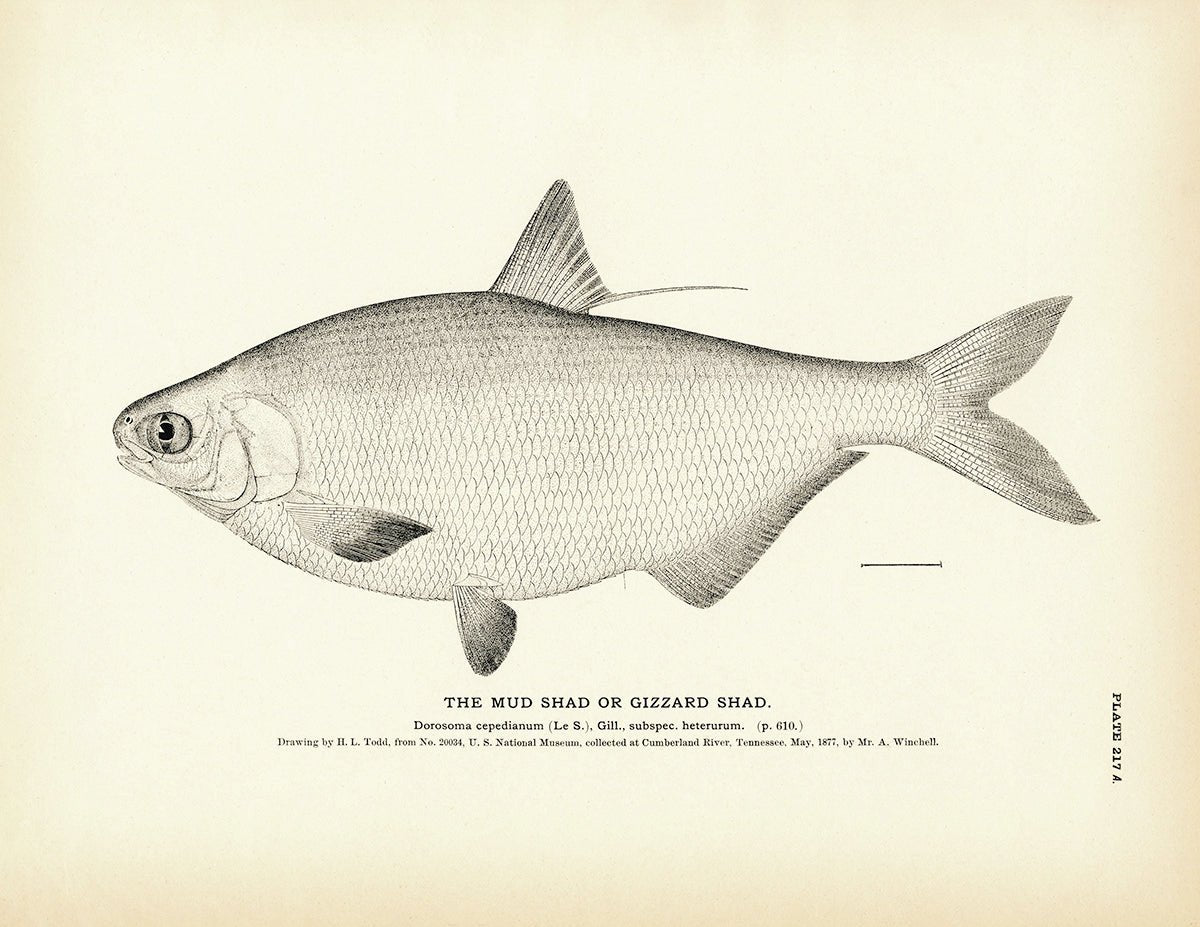 Mud Shad (Gizzard Shad) Art Print - Muir Way - Fisheries
