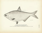 Mud Shad (Gizzard Shad) Art Print - Muir Way - Fisheries