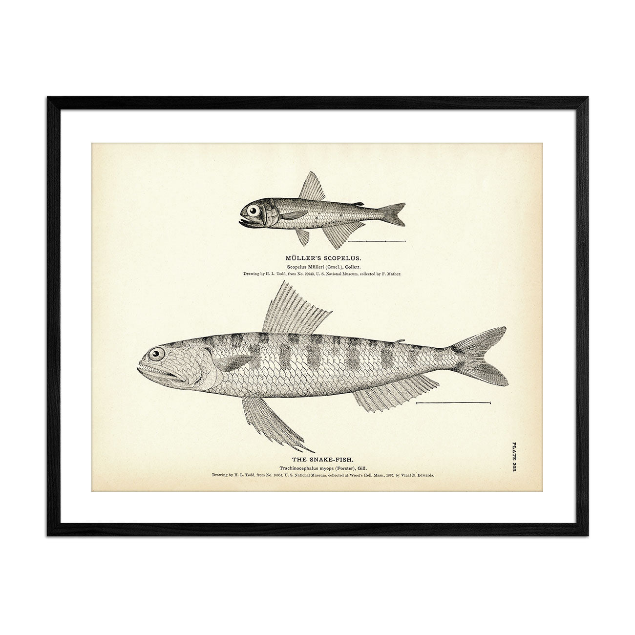 Muller's Scopelus and Snake - Fish Art Print - Muir Way - Fisheries
