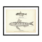 Muller's Scopelus and Snake - Fish Art Print - Muir Way - Fisheries