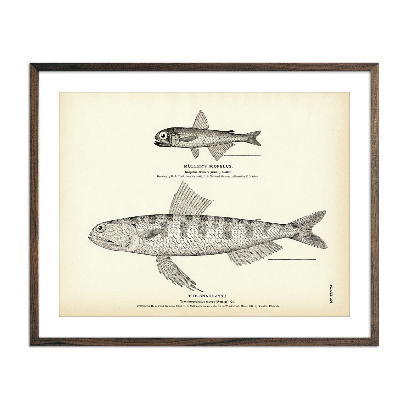 Muller's Scopelus and Snake - Fish Art Print - Muir Way - Fisheries