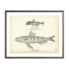 Muller's Scopelus and Snake - Fish Art Print - Muir Way - Fisheries