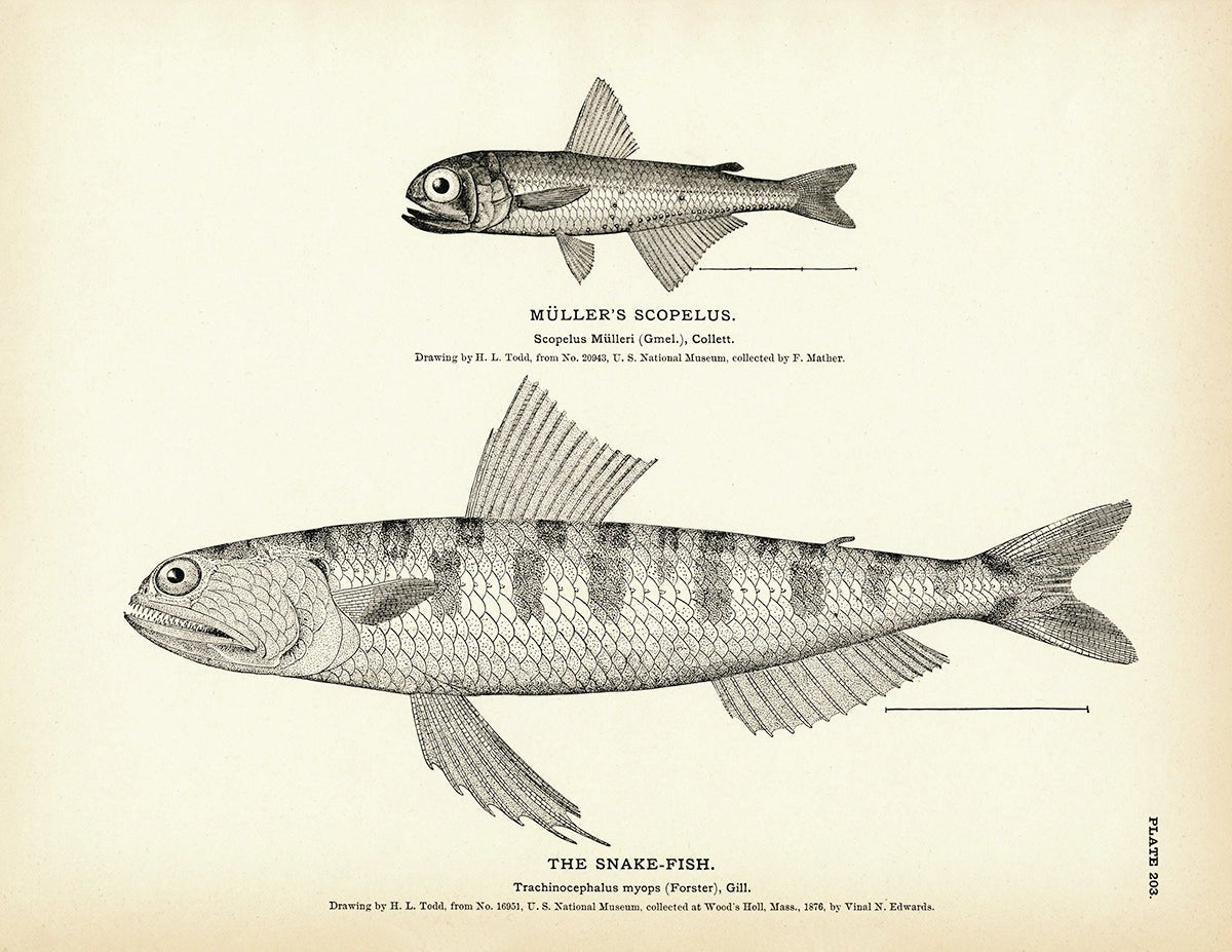 Muller's Scopelus and Snake - Fish Art Print - Muir Way - Fisheries