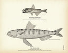 Muller's Scopelus and Snake - Fish Art Print - Muir Way - Fisheries