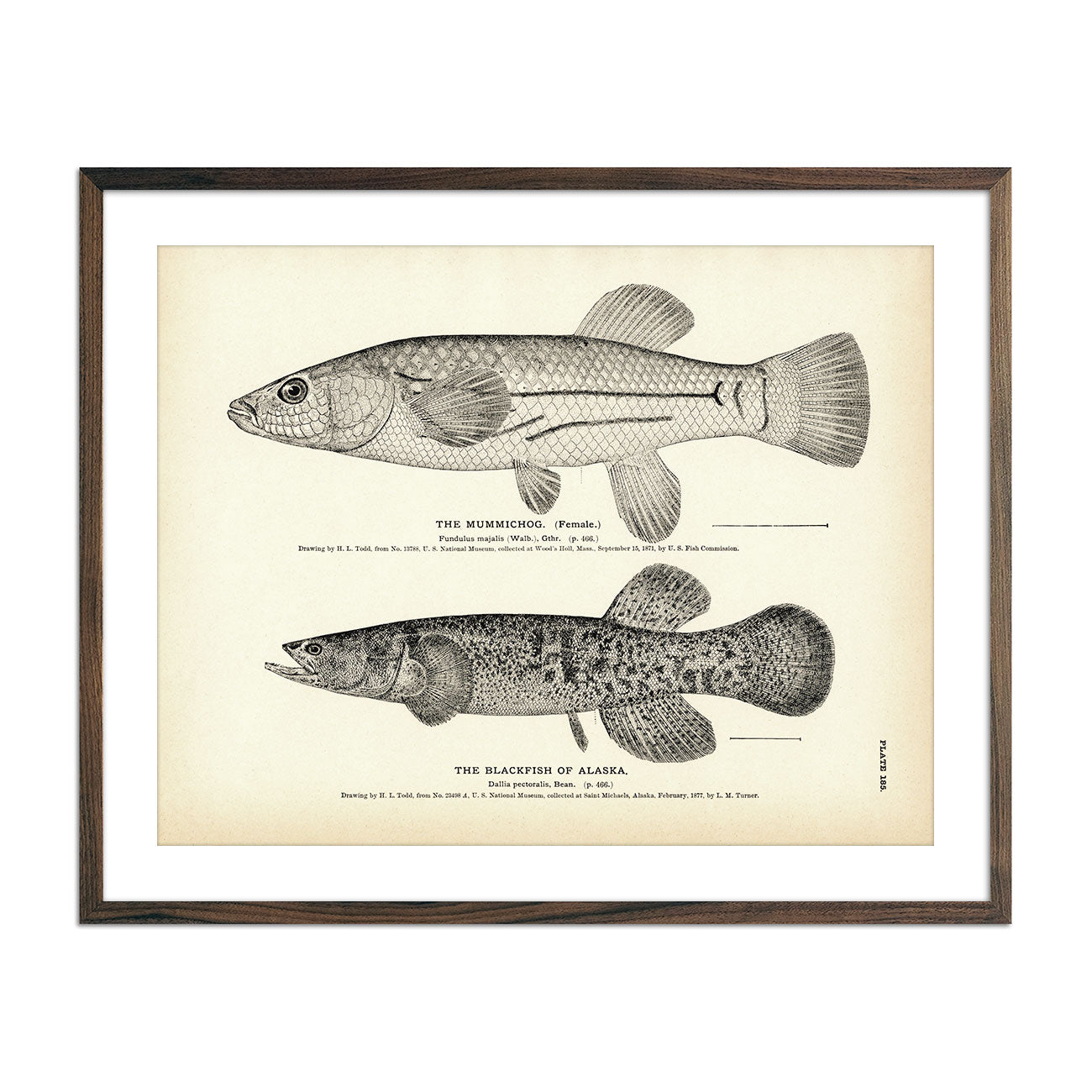 Mummichog and Blackfish of Alaska Art Print - Muir Way - Fisheries