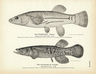 Mummichog and Blackfish of Alaska Art Print - Muir Way - Fisheries