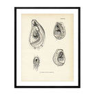Mussels and Sea Clams - Set 2 Art Print - Muir Way - Fisheries