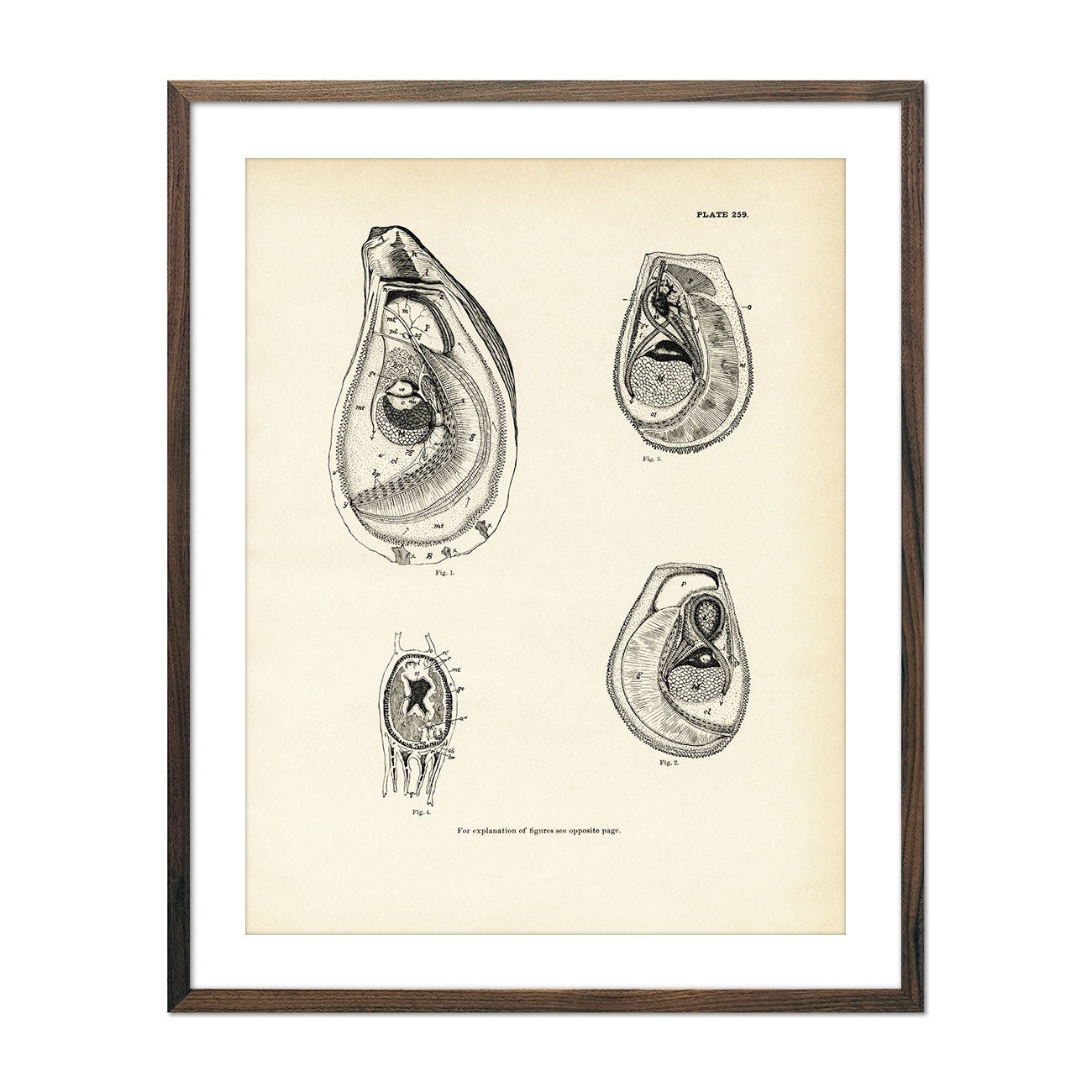 Mussels and Sea Clams - Set 2 Art Print - Muir Way - Fisheries