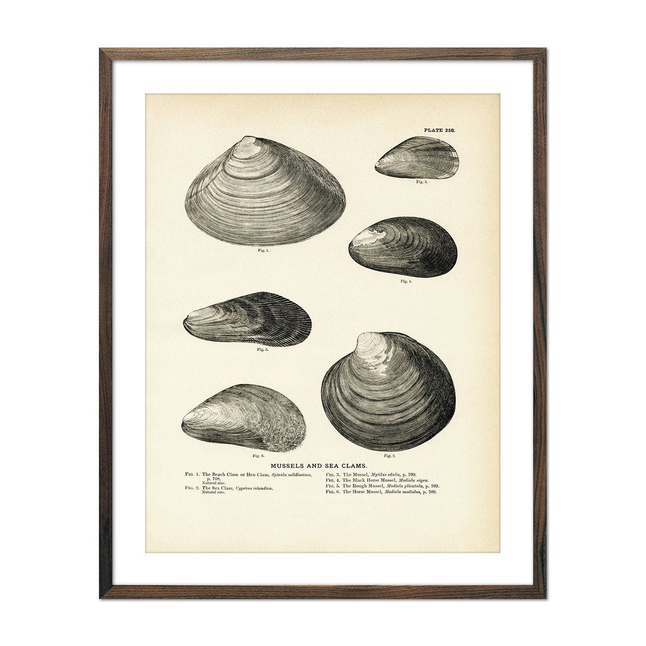 Mussels and Sea Clams - Set 1 Art Print - Muir Way - Fisheries