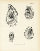 Mussels and Sea Clams - Set 2 Art Print - Muir Way - Fisheries